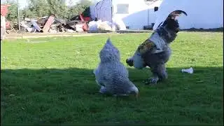 Fancy chicken Farm | Abdul Hannan
