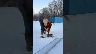 Маффину нужен корм.