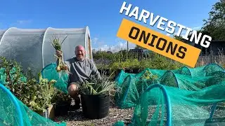 Harvesting Onions | Onions From Seed vs Onions From Set | Harvest Zebrune Shallots | Banana Shallots