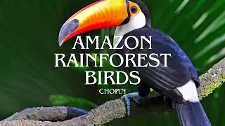 Top 50 : Colorful Birds of the Amazon Rainforest and Chopin, The Meeting of Nature and Music