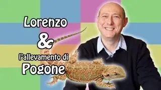 Pogona - il rettile chiamato anche 