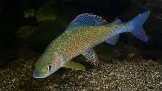 Kamenice - Thymallus thymallus / Lipan podhorn&iacute;