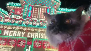 Taking my cat to the BEST Christmas lights in Colorado | Whisker Wonderland!