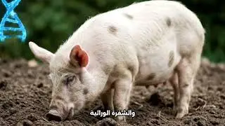 Hybridization Myths The Donkey | Pig | and Dog  Can the Impossible Happen | hybrid animals