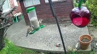Witness The Enchanting Spectacle Of Feeding Garden Birds In The Uk