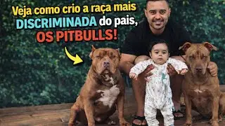 Criando a ra&ccedil;a mais discriminada do pa&iacute;s , os Pitbulls ! | FAMILIA PITBULL 