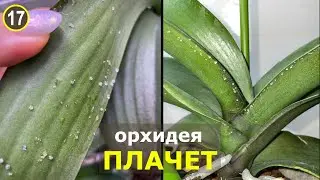 Орхидея заплакала! Почему появляются липкие сладкие капельки на листьях орхидеи?