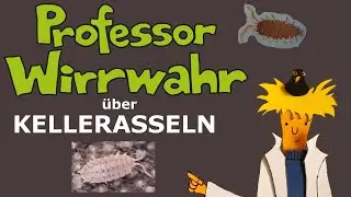 Tierdokumentation für Kinder: Wissenswertes zu Kellerassel, Mauerassel, Rollassel - Asseln im Garten