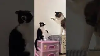 #cat #funny #happycats #catmemes #music #memes #trending #trendingshorts #tiktok #new #reels #SJ