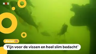 Ding dong! Deurbel voor vissen in Utrecht