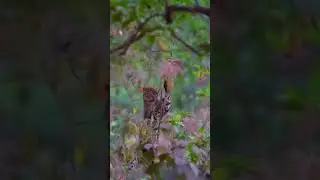 leopard & monkey #naturecamping #wildlife #wilderness #animals #wildernesslife #nature #forestlifes