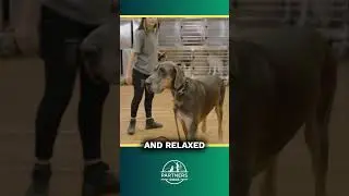 The SECRET to a Calm House? Patterning Structure! #dogs #greatdane #dogbehavior #dogcoach