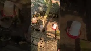 2 batch duckling | Assam farming| Bongaigaon | summer |#duck #farming