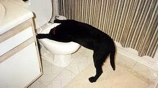 The 3 Basics of Dog Psychology