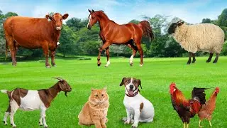 Cute Animal Moments - Goat, Cat, Parrot, Dog, Sheep, Chicken, Cow - Animal Sounds