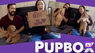 Unboxing PupBox by BarkBox for 3 mo old Mini Goldendoodle Puppy, great for puppy haul 2021