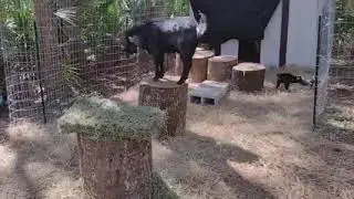 Welcome To Goat World