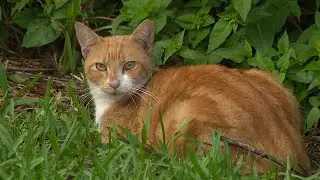 Miami-Dade offering money to those who help control stray cat population