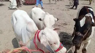 ماشاءاللہ ماشاءاللہ