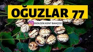 1 CEVİZ AĞACI KA&Ccedil; KİLO CEVİZ VERİR? - OĞUZLAR 77 CEVİZ BAH&Ccedil;ESİ 2020