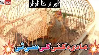 Dakhne Teetar Madi ki City aur Nar ke Awaaz #vairalvideo #plzsupport #dakhni #teetar #viral#ytshorts