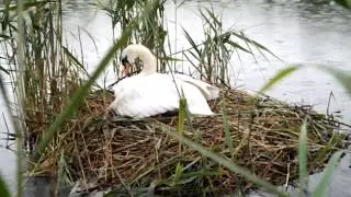 The Danish National Bird The Swan
