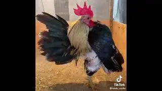 Most beautifull fancy birds in the world must watch this video