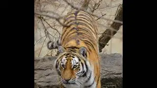 Beautiful Siberian Tiger 🐯 #siberiantiger #tigers #tiger #wildlifevideos #bigcats #tigershort