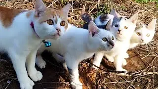 CUTES Kitten Meowing - Cat Cute - Animal 2023 - part 916