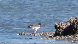 Oystercatcher Eating Oysters