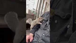After school snacks !  Nut hustler  #squirrellife #squirrelmania #squarely #squirrellover
