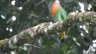 Red Bearded Bee Eater Singing (Berek-berek Janggut Merah Menyanyi)