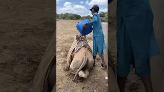 Camel Drinking Water in Thar Desert | Village Life Reality#animals #camel #viralvideo #thardesert