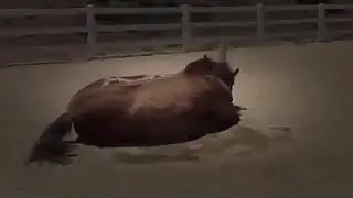 Funny Animals Farting compilation  #JokesBoom  😀