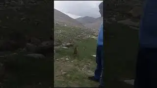 meeru chusaraaaa, Himalayan Murmet ni