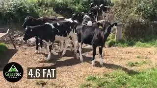 Xbred Calves