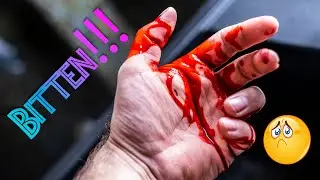 Bitten by a HUGE Varanus Cumingi!