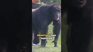 Ape Antics: The Playful Side of Great Apes