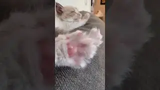 Toe beans🎶🎵🎤👩&zwj;🎤 #kittens #shorts