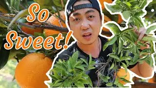 Orange Farm | Pick and Eat All You Can!