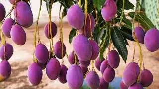 Pé de Manga Palmer no Quintal | Tão Carregado que Encosta no Chão 🥭