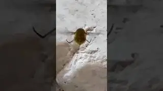 Even Mosquitor is a Fat Boi #funny #cute #relaxing