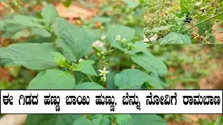 ಈ ಸೊಪ್ಪಿನಲ್ಲಿ ಎಷ್ಟೆಲ್ಲಾ ಔಷಧಿಯ ಗುಣಗಳಿವೆ ಗೊತ್ತಾ? Benefits of Kakke Soppu / Ganike Soppu by Food Media
