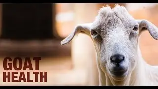 Goat Health and Care