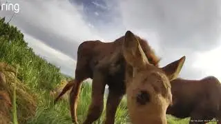 Female moose and twin calfs drinking and exploring 