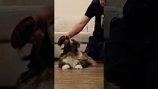Марсель и мурчит и шипит одновременно))