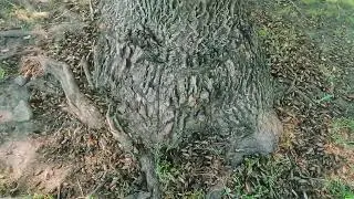 Illinois Cicadas video (36)