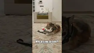 Sushi trapped by the toy string: Who will save her? 🆘😻 #cat #shorts #funnycat