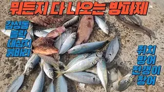 A breakwater that produces everything from red seabream, rockfish, tuna, red seabream, and eel.