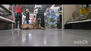 Charley Practices her Relaxation Skills- Off Leash K9 Tucson 